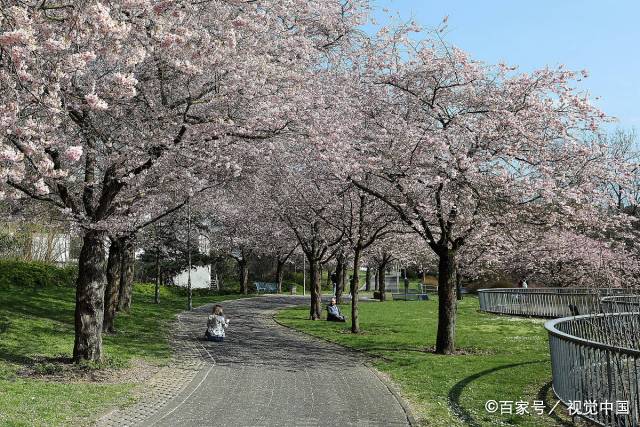 德国锡根,当地樱花盛开绽放了,市民享受春光!